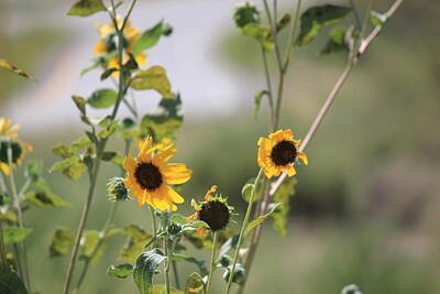 Heavy Metal Rights Managed Images - Wild Sunflowers Royalty-Free Image by Dee Oviatt-Thames
