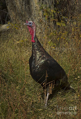 Priska Wettstein Land Shapes Series - Wild Turkey Hen-Signed-#1795 by J L Woody Wooden
