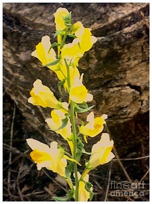 Cultural Textures - Wild Yellow Flowers Against Rocks by Debra Lynch