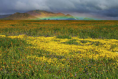 Vintage Magician Posters - Wildflowers and Rainbow on the Carrizo Plain by Rick Pisio