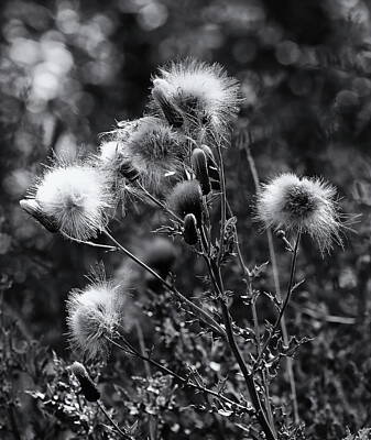 Longhorn Paintings - Wildflowers and Seedheads Monochrome by Jeff Townsend
