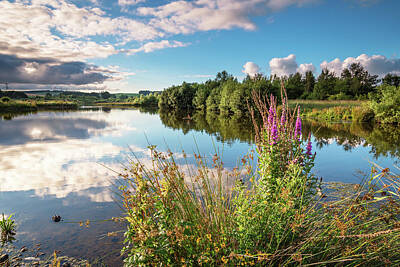 Travel Rights Managed Images - Wildflowers at Branton Lakes Royalty-Free Image by David Head