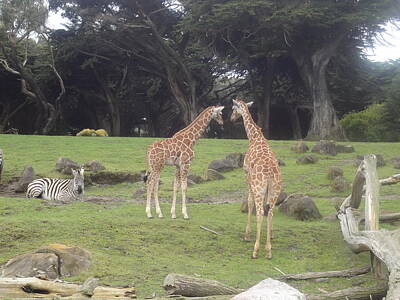 Mammals Royalty Free Images - Giraffes and Zebra in the mist Royalty-Free Image by Megan S
