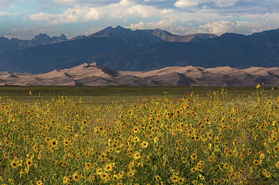 Sunflowers Photos - Wild Sunflowers Shine in the Grasslands of the Great Sand Dunes N by Bridget Calip