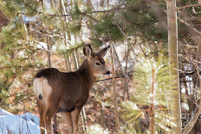 Steven Krull Royalty Free Images - Winter Deer Royalty-Free Image by Steven Krull