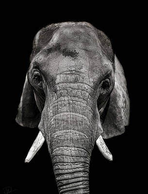 Mammals Photos - Wisdom by Paul Neville