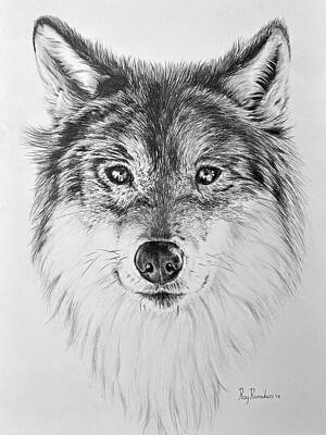Animals Drawings - Wolf by Roy Ramakers