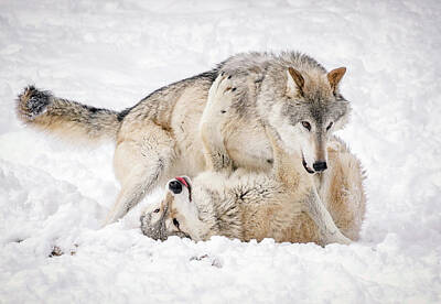 Wild Weather - Wolf Winter Wonderland by Athena Mckinzie