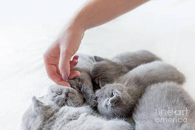 Vintage Neon Signs Rights Managed Images - Womans hand petting a cluster of cats. British Shorthair. Royalty-Free Image by Michal Bednarek