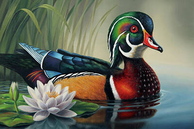 Lilies Paintings - Wood Duck and Lily Pad by Guy Crittenden