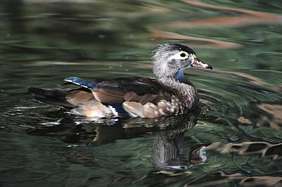 The American Diner Rights Managed Images - Wood Duck Female Royalty-Free Image by Catherine Ortlieb