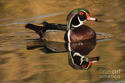 Antlers - Wood Duck on Golden Lake  by Ruth Jolly