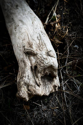 Abstract Photos - Wood Spirit 2 by Cathy Mahnke