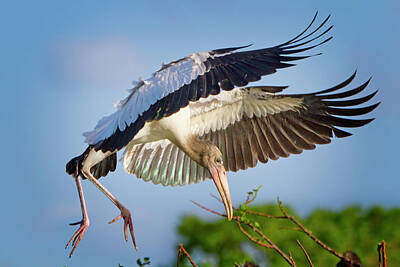 Mark Andrew Thomas Rights Managed Images - Wood Stork Wings Royalty-Free Image by Mark Andrew Thomas