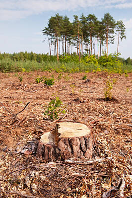Rusty Trucks - Woods lone stump after deforestation by Arletta Cwalina
