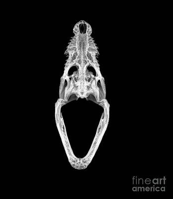 Reptiles Photos - X-ray of a skull of a Nile crocodile  by Guy Viner