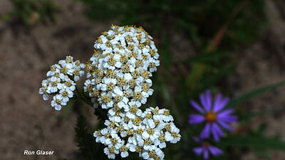 Tea Time - Yarrow by Ron Glaser