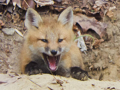 Mammals Royalty Free Images - Yawning Fox Painting Royalty-Free Image by John Prause