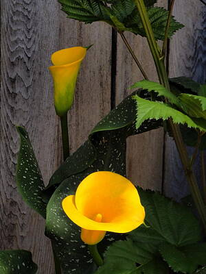 Spot Of Tea -  Yellow Calla Lily Morning by Richard Thomas