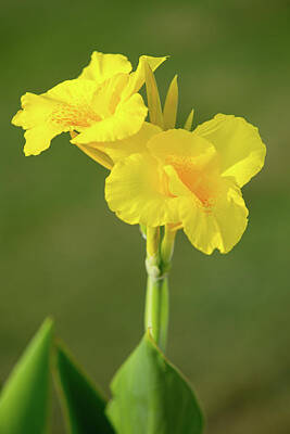 Christmas Typography - Yellow Canna Lily by SR Green