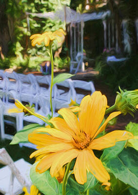 Mans Best Friend Rights Managed Images - Yellow Daisies at Wedding Royalty-Free Image by Ginger Wakem
