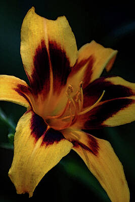 Lilies Royalty-Free and Rights-Managed Images - Yellow Flame Dancer Daylily Digital Painting 1276 DP_2 by Steven Ward
