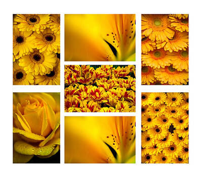 Lilies Royalty-Free and Rights-Managed Images - Yellow Flowers Collection. White. Polyptych by Jenny Rainbow