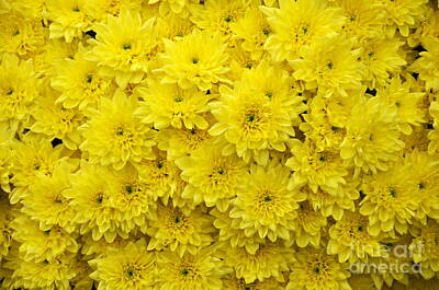 Holiday Cheer Hanukkah - Yellow flowers by HHelene K B