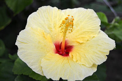 Beach House Shell Fish - Yellow Red Hibiscus by Amy Fose