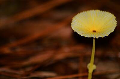 Bruce Springsteen - Yellow on White Mushroom by Warren Thompson