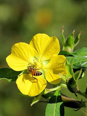 The Delicate Female - Yellow Primrose and Honey Bee by Christopher Mercer