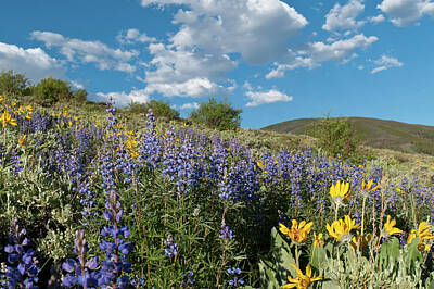 Sunflowers Photos - Yellow, Purple, and Blue Colorado Landscape by Cascade Colors
