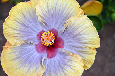 University Icons - Yellow Purple Hibiscus 3 by Amy Fose