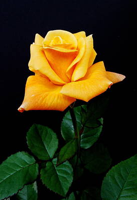 Roses Photos - Yellow Rose by Michael Peychich