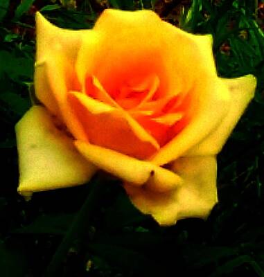 Meiklejohn Graphics Royalty Free Images - Yellow rose Royalty-Free Image by Nilu Mishra