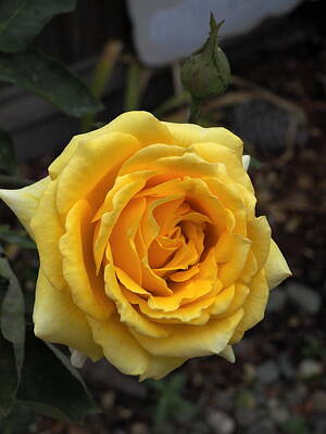 Roses Rights Managed Images -  Yellow Rose Royalty-Free Image by Richard Thomas