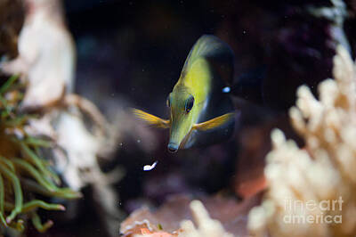 Sports Tees - Yellow spotted aquarium fish by Arletta Cwalina