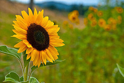 Tool Paintings - Yellow Sunflower Field by Emerald Studio Photography