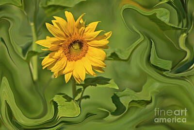 Comics Photos - Yellow sunflower on green background by Ofer Zilberstein