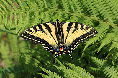 Maps Rights Managed Images - Yellow Swallowtail Butterfly In The Woods Of Sherbrooke Quebec Canada Royalty-Free Image by Pierre Leclerc Photography