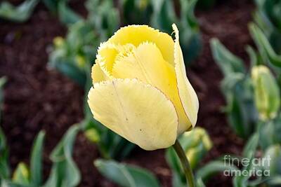 Priska Wettstein Land Shapes Series Rights Managed Images - Yellow tulip Royalty-Free Image by JL Images