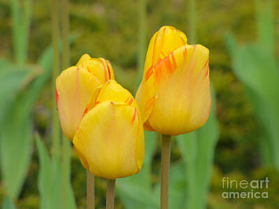 Little Mosters - Yellow tulips by Miroslav Nemecek