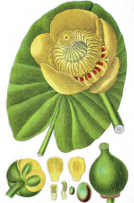 Lilies Drawings - Yellow Water-lily, Brandy-Bottle, Nuphar lutea by Bildagentur-online