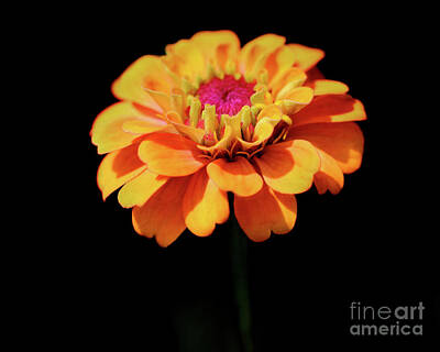 Rose Royalty Free Images - Yellow Zinnia Sunshine Royalty-Free Image by Karen Adams