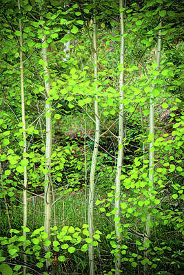 James Bo Insogna Rights Managed Images - Young Aspen Forest Portrait Royalty-Free Image by James BO Insogna