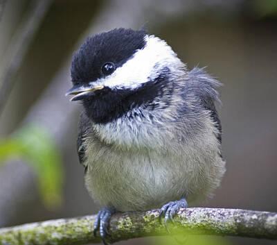 Modern Man Air Travel - Young Chickadee  by Rob Mclean 