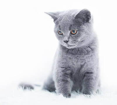 Sports Tees - Young cute cat resting on white fur by Michal Bednarek
