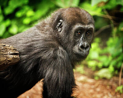 Christina Conway Royalty-Free and Rights-Managed Images - Young Gorilla by Christina Conway