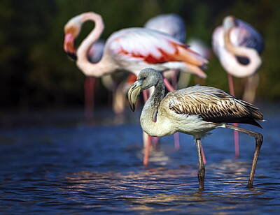 Thomas Kinkade - Young greater flamingo, phoenicopterus roseus, Camargue, France by Elenarts - Elena Duvernay photo