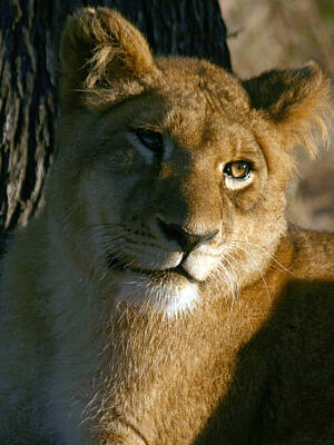 Safari - Young Lion by Karen Zuk Rosenblatt